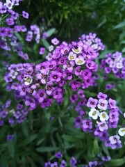 blooming purple, pink and white alyssum on a garden stony flower bed next to a coniferous thuja. Floral wallpaper