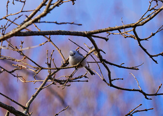 日本の北海道にいるシマエナガ