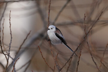 Fototapeta premium 日本の北海道にいるシマエナガ