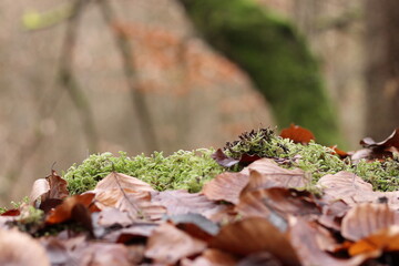 moos inmitten von laub auf bodenlevel