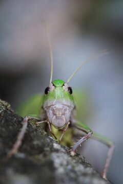 Close up grasshoper face on light grey background