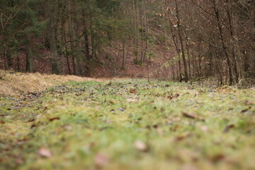 waldweg auf bodenniveau vor einem wald
