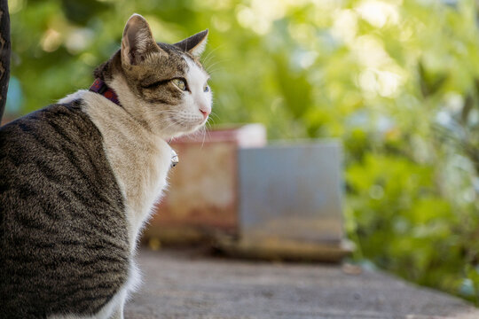 cat in the garden