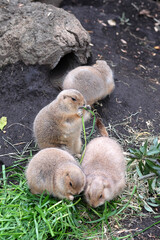 みんなで仲良く集まって朝食をとる秋のプレーリードッグ達