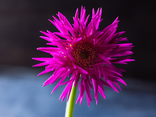 Close up of a red aster flower on black background