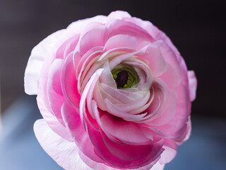 Close up of a pink Persian buttercup blossom on black background