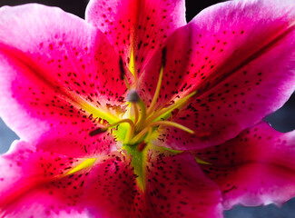 Close up of a red lily flower on black background