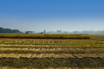 Fototapeta premium A beautiful Natural landscape of Bangladesh. Bangladesh Rice Fields, Bangladesh, Field, Green, Landscape, HQ Photo