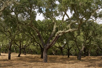 Cork trees in autumn fall in beautiful Alentejo nature landscape in Divor Dam, Portugal