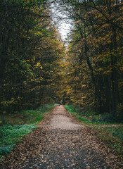 Königsdorfer Forst im Corona Herbst