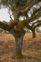 Obraz premium Cork trees in autumn fall in beautiful Alentejo nature landscape in Divor Dam, Portugal