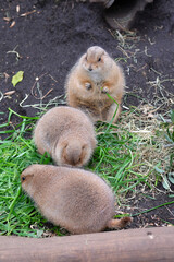 みんなで仲良く集まって食事をする秋のプレーリードッグ達