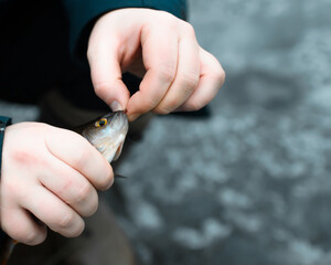 Caught fish close-up. Fisherman holding a fish and pulls out hook. Winter fishing on the lake.