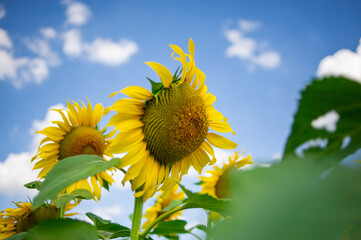 Blooming beautiful yellow sunflowers, sky and clouds background