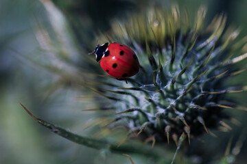 Close up red lady bug on a thistle