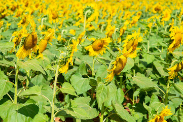 Many beautiful yellow sunflowers are blooming in the sunflower field.