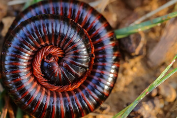 A centipede with its legs and body  coiled up lying on ground