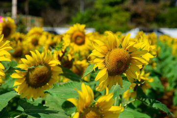 Many beautiful yellow sunflowers are blooming in the sunflower field.
