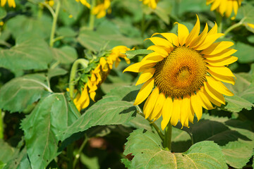 Obraz premium Many beautiful yellow sunflowers are blooming in the sunflower field.