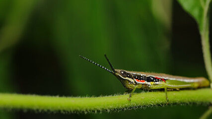 Macro image of a grasshopper with green blur background