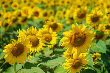 Many beautiful yellow sunflowers are blooming in the sunflower field.