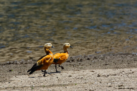 Selective focus image of a pair of ruddy shelduck also called brahminy duck walking on ground next to a water bank in Rajasthan India
