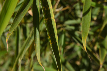 Close-up of a particular variety of bamboo called Fargesia rufa