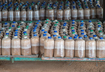 Bag for growing fairy mushrooms in a nursery vessel