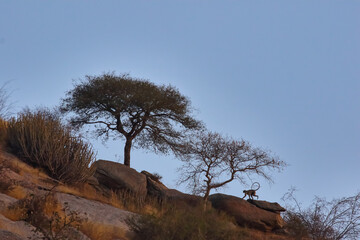 Nature landscape scene with rocks, trees and a languor silhouette 