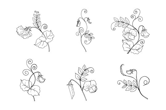 Sweet pea plant branches collection, vector botanical illustration in black outline. Six isolated elements for design directory, announcements, postcards, manual, invitations, posters.
