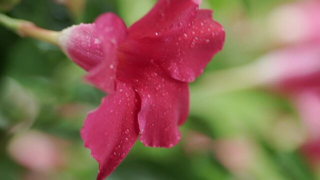 Red Sundaville flower with raindrops moved by the wind, Ermelo. NLD. Static shot