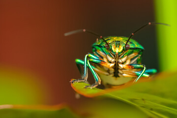Close up Selective focus Macro image with high dynamic range of the under belly of a lone jewel bug...