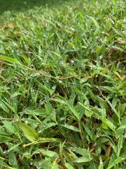 green grass background