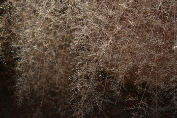 Grass seeds bends towards ground