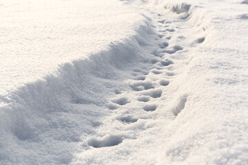 A sunny winter day and a trail with footprints of an animal, probably a cat or a dog. Cold season. Clear weather forecast. Large layer of snow. Pathfinder. Search for mammals. Banner with copy space