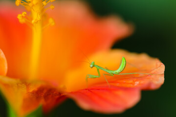 Macro Selective focus image of a Praying Mantis siting on a orange petal