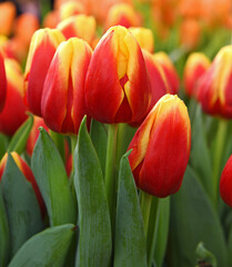 Spring Tulip Russia, variety of Tulip with vivid red-yellow petals