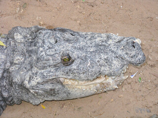 Close up portrait of an old crocodile with its broken jaw and tooth
