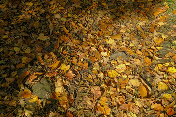 autumn leaves on the forest ground, sunlight Top view. natural background. Wallpaper