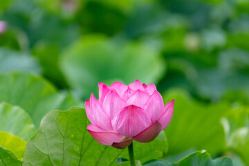 上野不忍池のハス