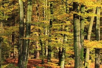 Intensive yellow and green leavesa on an autumn beech.
