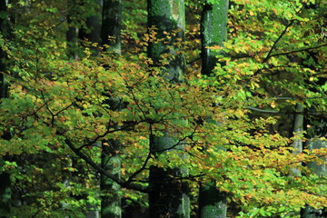 Intensive yellow and green leavesa on an autumn beech.