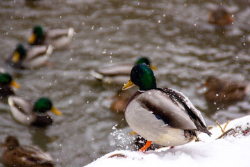 ready for take off duck