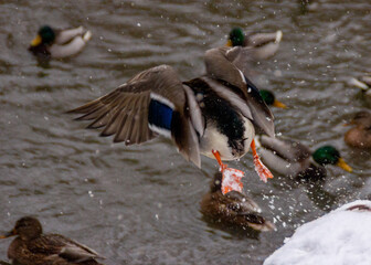 duck in flight