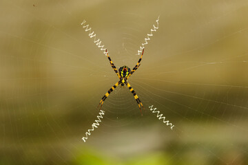 A spider in the middle of its web with blur background
