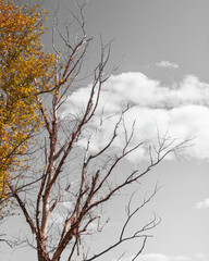 tree against the sky