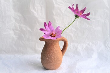 pink lilac chamomile in a jug on a white background