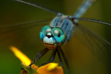 Selective focus close up Macro image of dragonfly eyes  © Sandeep