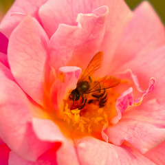 Fototapeta na wymiar A honey bee siting inside pink petals of a rose