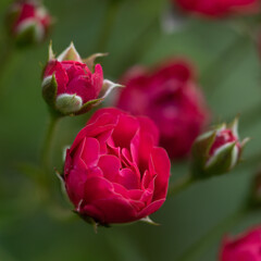 Macro image of red roses with rose buds and green leaves with dark background